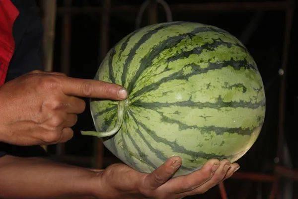 吃瓜群众如何挑选瓜,如何挑选新鲜美味瓜果