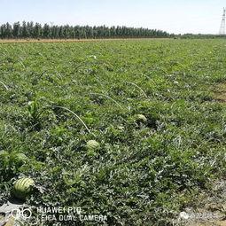 河北任丘最新吃瓜,揭秘背后惊人真相