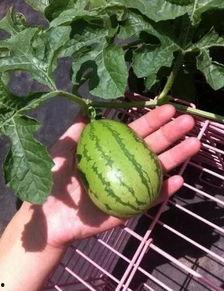 江北最后的深情吃瓜