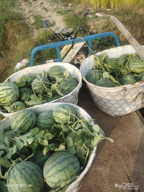 江北最后的深情吃瓜