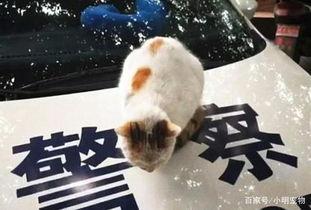 吃瓜群众猫大人