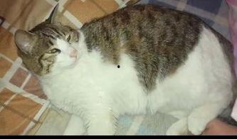 吃瓜群众猫大人