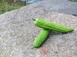 适宜孕妇吃的瓜,适合孕妇食用的健康瓜类推荐