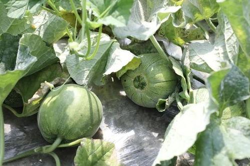 吃翡翠蜜瓜,夏日清新甜蜜的味蕾之旅