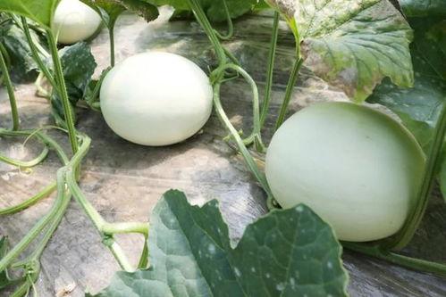 吃翡翠蜜瓜,夏日清新甜蜜的味蕾之旅