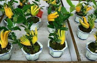 佛手果瓜怎么吃,探索美味与健康的完美融合