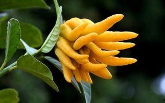 佛手果瓜怎么吃,探索美味与健康的完美融合