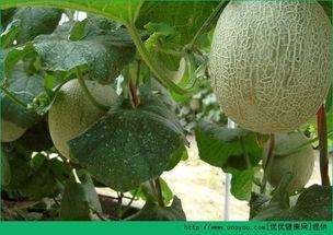 有人吃哈密瓜,探寻瓜中佳肴的独特魅力