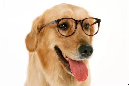 吃瓜天才狗狗,揭秘宠物界的“八卦达人”