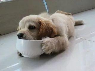 吃瓜天才狗狗,揭秘宠物界的“八卦达人”