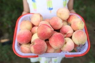 温州吃瓜圣地,揭秘这座城市的“吃瓜圣地”