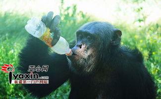 吃瓜猩猩特效,揭秘网络红人背后的特效魅力