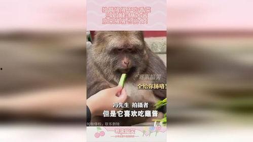 吃瓜猩猩特效,揭秘网络红人背后的特效魅力