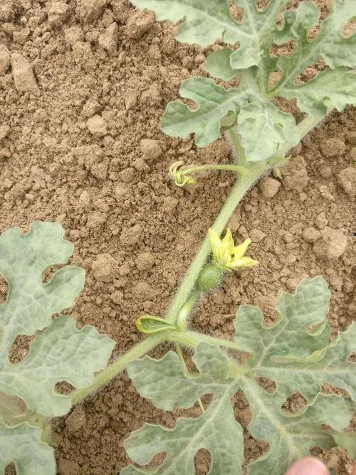 过生日吃瓜寓意,共享甜蜜时光的寓意盛宴