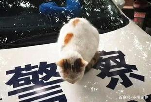 吃瓜群众猫大人,吃瓜群众的趣味生活