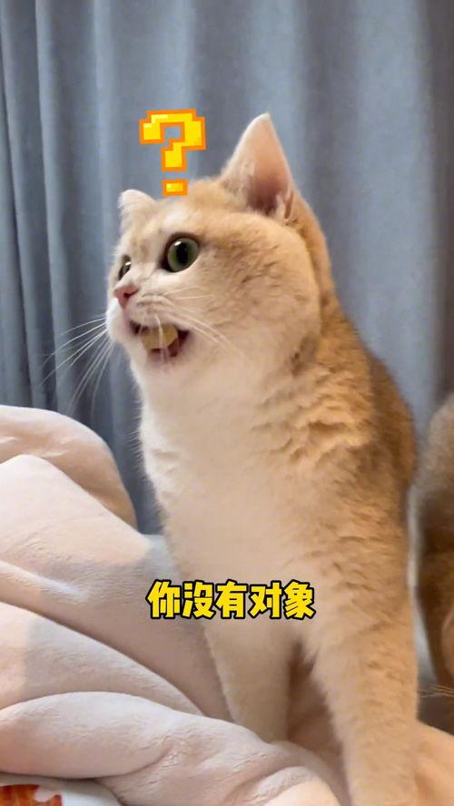 吃瓜群众猫大人,吃瓜群众的趣味生活