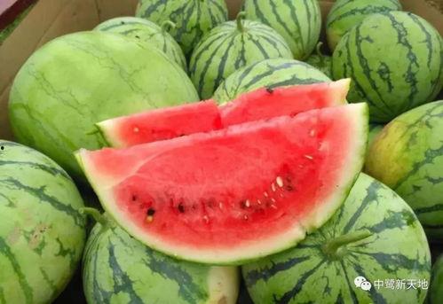 爸吃瓜妈吃瓜,家庭欢乐日常