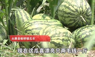 吃瓜陈大发限流版,揭秘网络红人背后的故事