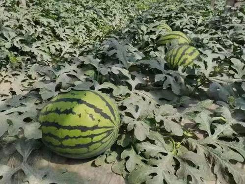 吃瓜北京哪里好,吃瓜北京，品味独特风味