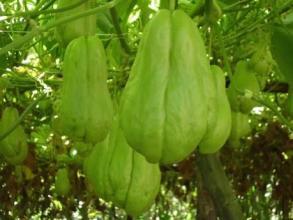 梦见自己吃佛手瓜,揭秘吃佛手瓜的神秘寓意