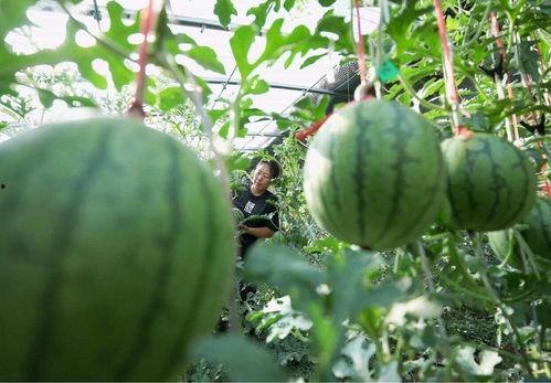 吃瓜只吃无籽,尽享甜蜜零负担的味蕾之旅