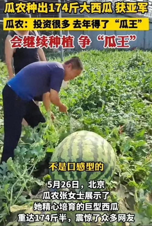 吃瓜群众pk赛有西瓜吃,吃瓜群众PK赛，瓜果盛宴等你来