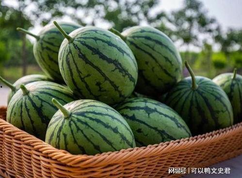 吃瓜只吃西瓜是啥意思,揭秘“吃瓜只吃西瓜”的流行现象