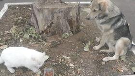 吃贝贝瓜的猫,揭秘吃贝贝瓜的猫的奇幻之旅