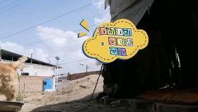 吃贝贝瓜的猫,揭秘吃贝贝瓜的猫的奇幻之旅