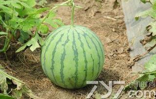 羊角瓜熟吃 是不熟吃,熟食与生食的口感与营养差异