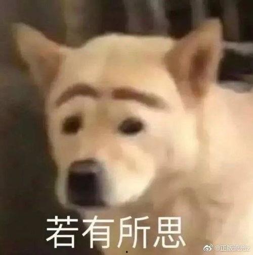 沙雕少女吃瓜,揭秘娱乐圈那些事儿