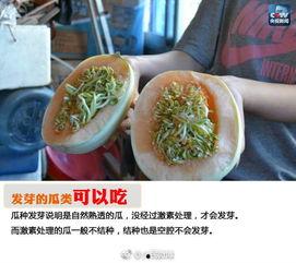 长安县吃瓜,品味夏日田园风情