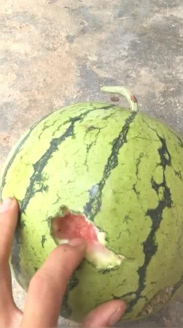 长安县吃瓜,品味夏日田园风情