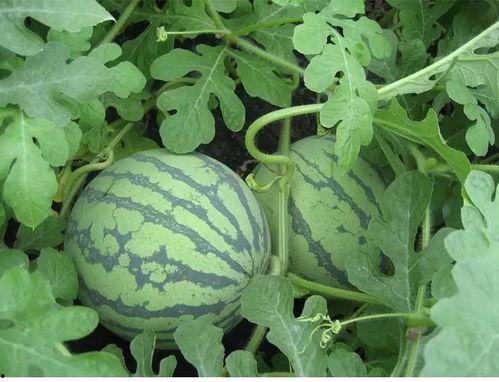 瓜店吃瓜,揭秘娱乐圈的甜蜜与苦涩