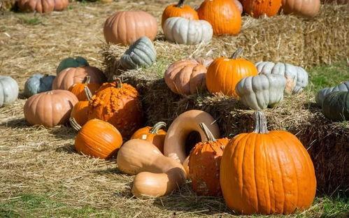 朝堂吃瓜51,揭秘51号吃瓜者的宫廷秘闻