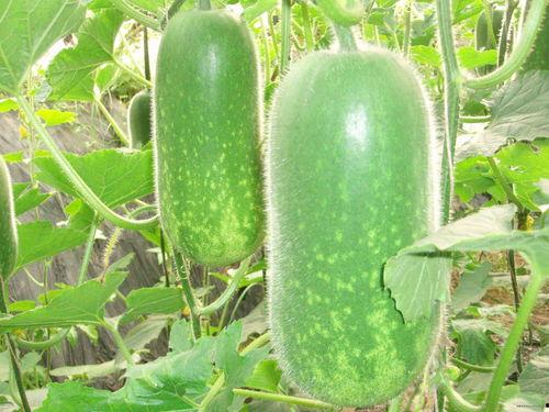 吃瓜霍州,吃瓜群众的视角看这座古城