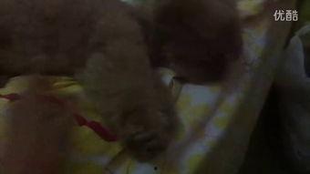 吃心脏的那个瓜视频,吃心脏视频背后的惊人真相