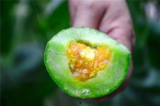 吃心脏的那个瓜视频,吃心脏视频背后的惊人真相