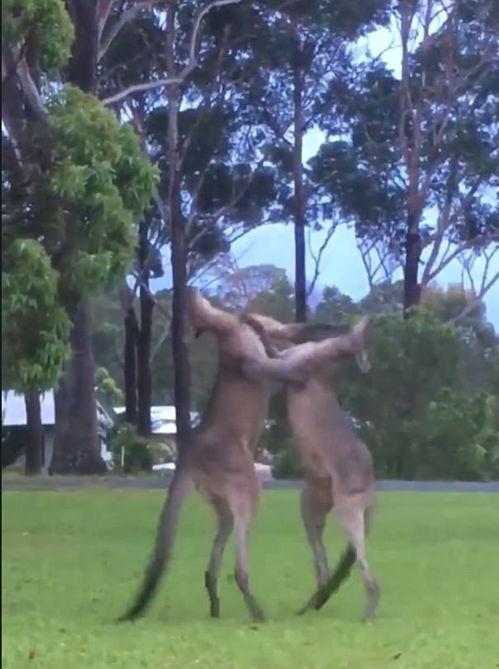 吃瓜群众微笑袋鼠不看,揭秘“吃瓜群众微笑袋鼠不看”背后的故事