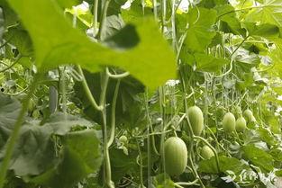 焦作武陟吃瓜视频,揭秘焦作民间美食风情