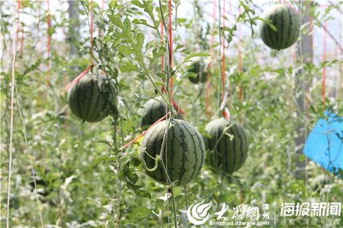 焦作武陟吃瓜视频,揭秘焦作民间美食风情