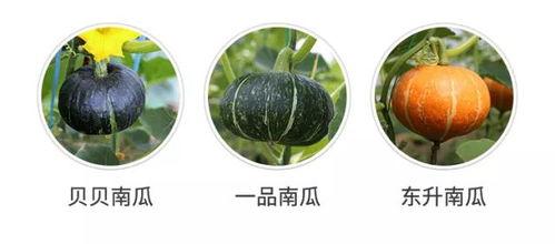 鸡可以吃瓜,探索鸡儿们的瓜果盛宴