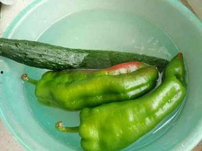 鸡可以吃瓜,探索鸡儿们的瓜果盛宴