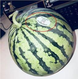 迪拜网红吃瓜,吃瓜大作战！