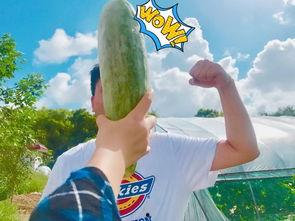 迪拜网红吃瓜,吃瓜大作战！