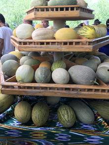 艺考新疆吃瓜,一场别开生面的“吃瓜”盛宴