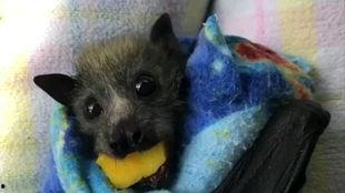 蝙蝠吃瓜神器,揭秘神奇食瓜利器