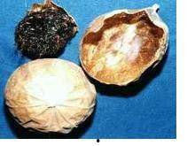 瓜娄怎么吃止咳,家常美味助力缓解咳嗽