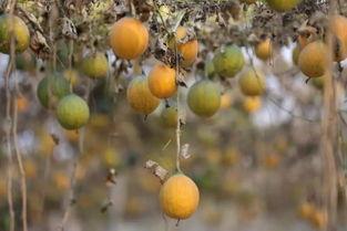 瓜娄怎么吃止咳,家常美味助力缓解咳嗽