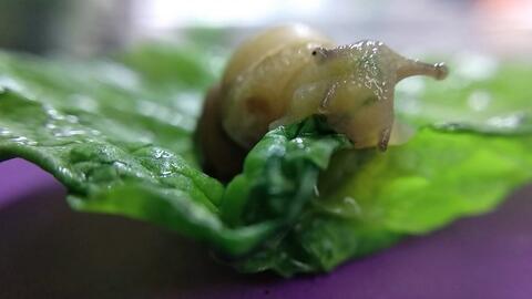 蜗牛吃酥瓜吗怎么吃,独特食趣探索